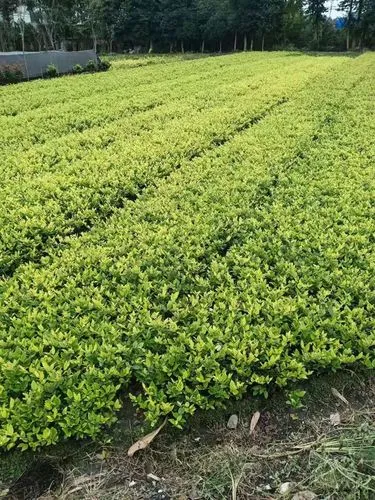 米乐m6官网：儿童网球拍男童尺寸怎么选
